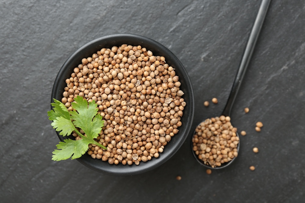 Coriander seeds, spoon and fresh cilantro leaves on dark textured table, dhania, ayurvedic cooling spice and blood pressure controlling ayurvedic spice remedy