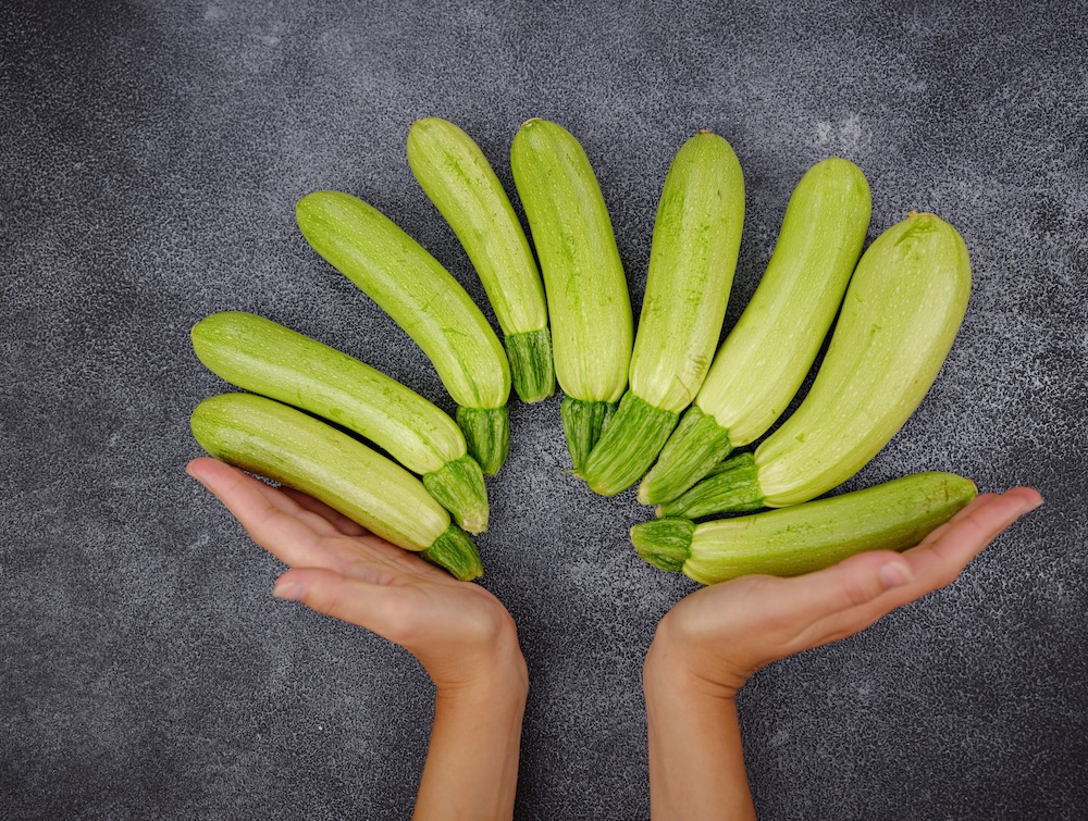 female hands holding zucchini, green vegetables, summer squash on local farmer market freshly harvested courgette, summer squash. Ayurvedic squash recipe, vedic knowledge on benefits of squash.