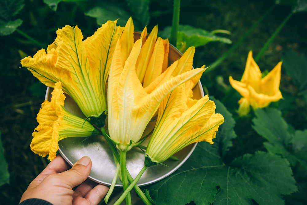 Zucchini or courgette flowers. Farmer holding freshly harvest Zucchini flowers in hands on farm. Squash, summer vegatable recipes, benefits and uses from Ayurveda. History of using zucchini and squash in Americas and Europe.